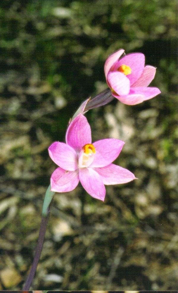 Thelymitra luteocilium